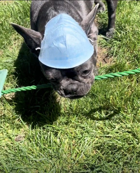 Give Frenchie a Fish  - One Meal, Teach Frenchie how to Fish - Food For Lifetime !